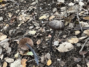  (Entoloma pigmentosipes - FDS-CA-01015)  @11 [ ] by-nc (2024) Bat Vardeh Fungal Diversity Survey