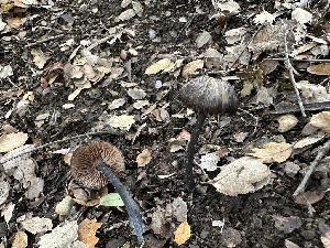  ( - FDS-CA-01015)  @11 [ ] by-nc (2024) Bat Vardeh Fungal Diversity Survey