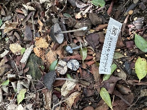  (Entoloma sp. CA55 - FDS-CA-01012)  @11 [ ] by-nc (2024) Bat Vardeh Fungal Diversity Survey