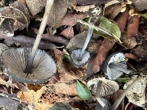  ( - FDS-CA-01012)  @11 [ ] by-nc (2024) Bat Vardeh Fungal Diversity Survey