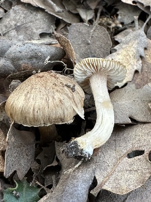  (Inocybe sp. CA47 - FDS-CA-01086)  @11 [ ] by-nc (2024) Bat Vardeh Fungal Diversity Survey