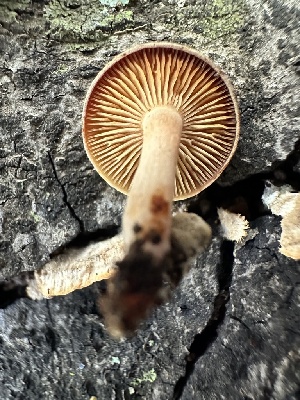 ( - FDS-CA-01078)  @11 [ ] by-nc (2024) Bat Vardeh Fungal Diversity Survey