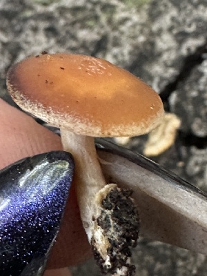  ( - FDS-CA-01078)  @11 [ ] by-nc (2024) Bat Vardeh Fungal Diversity Survey