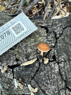  ( - FDS-CA-01078)  @11 [ ] by-nc (2024) Bat Vardeh Fungal Diversity Survey