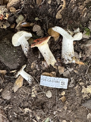  (Russula sp. Woo33a - FDS-CA-01080)  @11 [ ] by-nc (2024) Bat Vardeh Fungal Diversity Survey