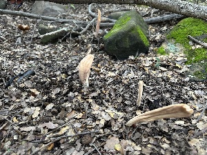 ( - FDS-CA-01082)  @11 [ ] by-nc (2024) Bat Vardeh Fungal Diversity Survey