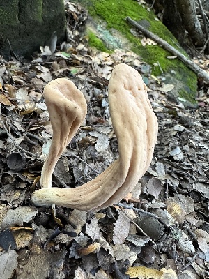  ( - FDS-CA-01082)  @11 [ ] by-nc (2024) Bat Vardeh Fungal Diversity Survey