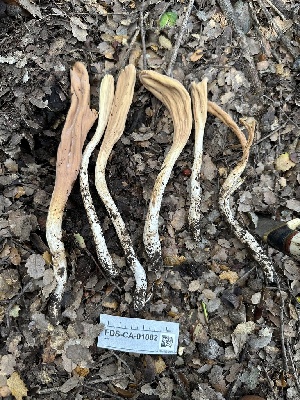  ( - FDS-CA-01082)  @11 [ ] by-nc (2024) Bat Vardeh Fungal Diversity Survey