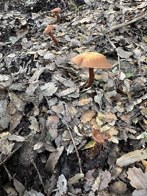  ( - FDS-CA-01009)  @11 [ ] by-nc (2024) Bat Vardeh Fungal Diversity Survey