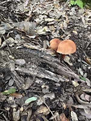  ( - FDS-CA-01009)  @11 [ ] by-nc (2024) Bat Vardeh Fungal Diversity Survey