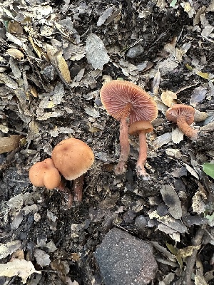  ( - FDS-CA-01009)  @11 [ ] by-nc (2024) Bat Vardeh Fungal Diversity Survey