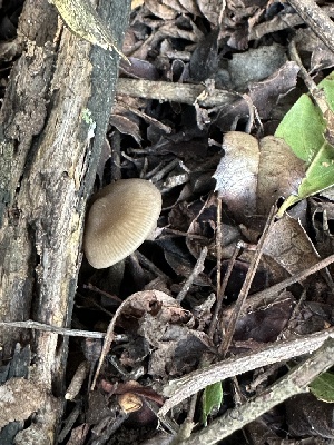  ( - FDS-CA-01089)  @11 [ ] by-nc (2024) Bat Vardeh Fungal Diversity Survey