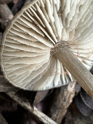  ( - FDS-CA-01089)  @11 [ ] by-nc (2024) Bat Vardeh Fungal Diversity Survey