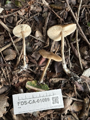  ( - FDS-CA-01089)  @11 [ ] by-nc (2024) Bat Vardeh Fungal Diversity Survey