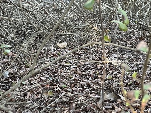  ( - FDS-CA-01087)  @11 [ ] by-nc (2024) Bat Vardeh Fungal Diversity Survey