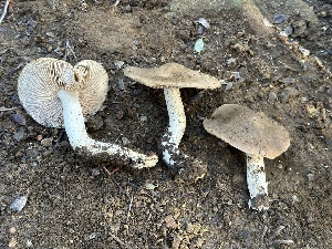  (Entoloma sp. CA76 - FDS-CA-01087)  @11 [ ] by-nc (2024) Bat Vardeh Fungal Diversity Survey