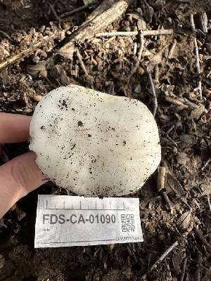  ( - FDS-CA-01090)  @11 [ ] by-nc (2024) Bat Vardeh Fungal Diversity Survey
