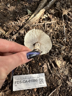  ( - FDS-CA-01090)  @11 [ ] by-nc (2024) Bat Vardeh Fungal Diversity Survey