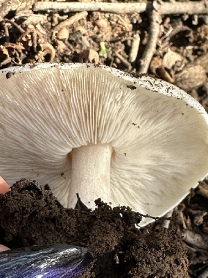  (Melanoleuca sp. CA09 - FDS-CA-01090)  @11 [ ] by-nc (2024) Bat Vardeh Fungal Diversity Survey