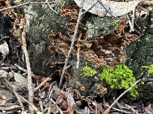  ( - FDS-CA-01095)  @11 [ ] by-nc (2024) Bat Vardeh Fungal Diversity Survey