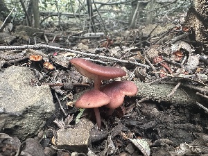  ( - FDS-CA-01006)  @11 [ ] by-nc (2024) Bat Vardeh Fungal Diversity Survey