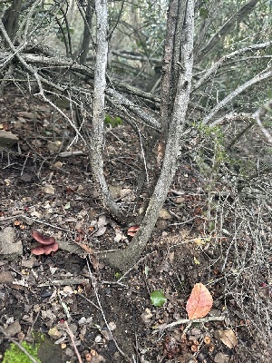  ( - FDS-CA-01006)  @11 [ ] by-nc (2024) Bat Vardeh Fungal Diversity Survey
