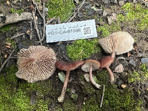  ( - FDS-CA-01006)  @11 [ ] by-nc (2024) Bat Vardeh Fungal Diversity Survey