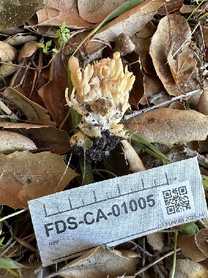  ( - FDS-CA-01005)  @11 [ ] by-nc (2024) Bat Vardeh Fungal Diversity Survey