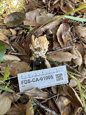 ( - FDS-CA-01005)  @11 [ ] by-nc (2024) Bat Vardeh Fungal Diversity Survey