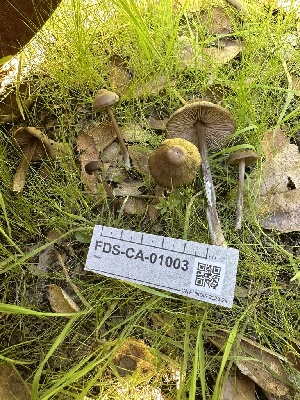  ( - FDS-CA-01003)  @11 [ ] by-nc (2024) Bat Vardeh Fungal Diversity Survey