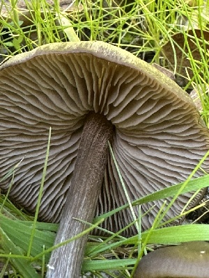  ( - FDS-CA-01003)  @11 [ ] by-nc (2024) Bat Vardeh Fungal Diversity Survey