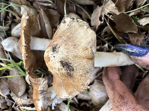  (Inocybe sp. CA05 - FDS-CA-01001)  @11 [ ] by-nc (2024) Bat Vardeh Fungal Diversity Survey