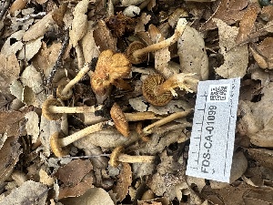  (Inocybe sp. CA49 - FDS-CA-01099)  @11 [ ] by-nc (2024) Bat Vardeh Fungal Diversity Survey