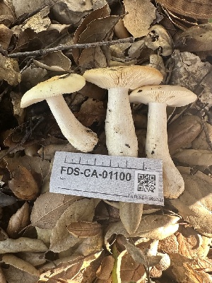  ( - FDS-CA-01100)  @11 [ ] by-nc (2024) Bat Vardeh Fungal Diversity Survey