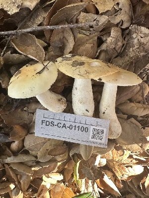  ( - FDS-CA-01100)  @11 [ ] by-nc (2024) Bat Vardeh Fungal Diversity Survey