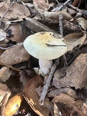  ( - FDS-CA-01100)  @11 [ ] by-nc (2024) Bat Vardeh Fungal Diversity Survey