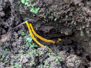  ( - FDS-CA-01436)  @11 [ ] by-nc (2024) Stu Pickell Fungal Diversity Survey
