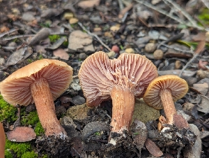  ( - FDS-CA-01437)  @11 [ ] by-nc (2024) Stu Pickell Fungal Diversity Survey