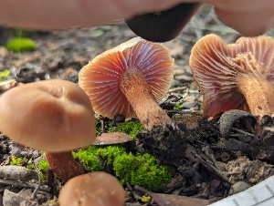  ( - FDS-CA-01437)  @11 [ ] by-nc (2024) Stu Pickell Fungal Diversity Survey
