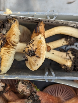  ( - FDS-CA-01439)  @11 [ ] by-nc (2024) Stu Pickell Fungal Diversity Survey