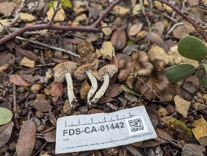  (Entoloma sp. CA59 - FDS-CA-01442)  @11 [ ] by-nc (2024) Stu Pickell Fungal Diversity Survey