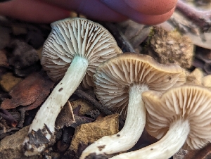  ( - FDS-CA-01442)  @11 [ ] by-nc (2024) Stu Pickell Fungal Diversity Survey