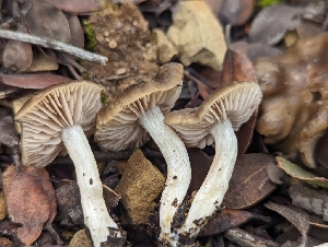  ( - FDS-CA-01442)  @11 [ ] by-nc (2024) Stu Pickell Fungal Diversity Survey
