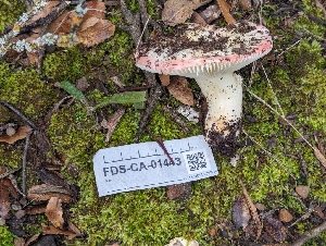  (Russula sp. cremoricolor-CA01 - FDS-CA-01443)  @11 [ ] by-nc (2024) Stu Pickell Fungal Diversity Survey