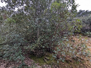  ( - FDS-CA-01445)  @11 [ ] by-nc (2024) Stu Pickell Fungal Diversity Survey
