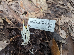  (Clavaria - FDS-CA-01447)  @11 [ ] by-nc (2024) Stu Pickell Fungal Diversity Survey