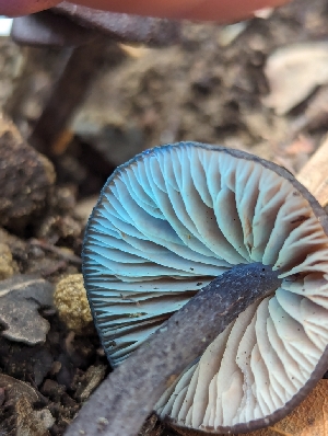  ( - FDS-CA-01448)  @11 [ ] by-nc (2024) Stu Pickell Fungal Diversity Survey