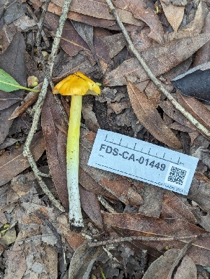  ( - FDS-CA-01449)  @11 [ ] by-nc (2024) Stu Pickell Fungal Diversity Survey