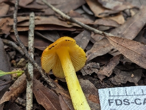  ( - FDS-CA-01449)  @11 [ ] by-nc (2024) Stu Pickell Fungal Diversity Survey