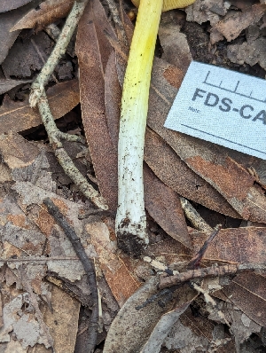  ( - FDS-CA-01449)  @11 [ ] by-nc (2024) Stu Pickell Fungal Diversity Survey